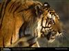 bengal-tiger-charger.jpg